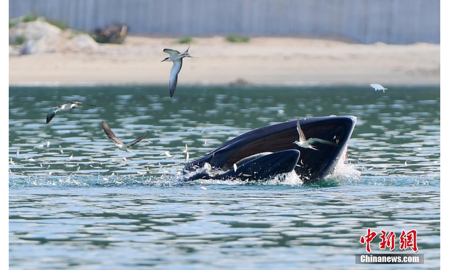 7月4日，在广东省深圳市大鹏湾海域拍摄的布氏鲸。日前，一头布氏鲸出现在大鹏湾海域，此后一直在该海域逗留。经专家观测，这是一条体长8米左右的小型布氏鲸，目前健康状况良好。连日来，深圳市大鹏新区相关部门已加强对相关海域的监测和管理。 中新社记者 陈文 摄