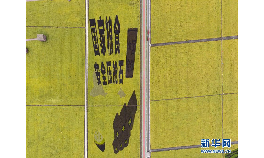 这是9月21日拍摄的黑龙江省富锦市万亩水稻公园里的金色稻田（无人机照片）。新华社发（张涛 摄）
