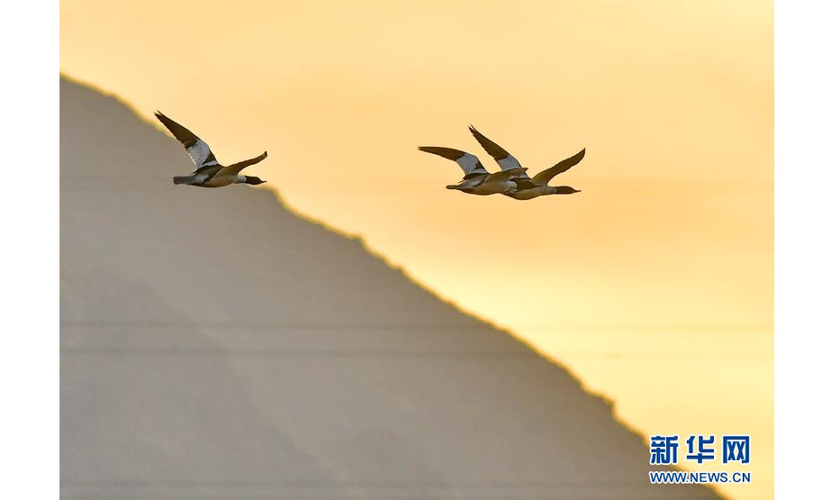 中华秋沙鸭在拉鲁湿地上空飞翔（3月7日摄）。新华社记者 张汝锋 摄