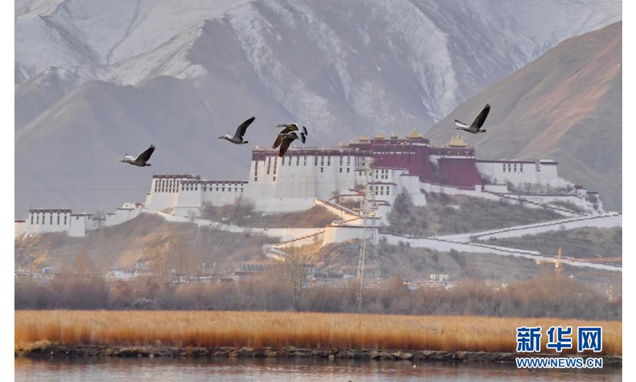斑头雁飞翔在拉鲁湿地上空（3月7日摄）。

拉鲁湿地国家级自然保护区位于西藏拉萨西北，被誉为“拉萨之肺”。春天的拉鲁湿地，鸟类众多，生机无限。

新华社记者 张汝锋 摄