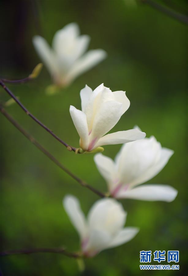 这是3月15日在湖北省恩施土家族苗族自治州宣恩县贡水河畔带状公园拍摄的玉兰花。 随着气温回升，各地春花绽放，春意盎然。