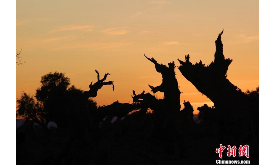 据悉，每年十月就会进入最美胡杨季，令人沉醉的胡杨，吸引着国内各地摄影爱好者踏足新疆。 陶拴科 摄
