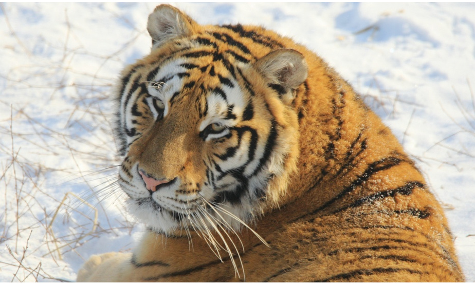 2022年1月12日，黑龙江省哈尔滨市，虎年临近，东北虎林园内的老虎们，在园内嬉戏，只只老虎，膘肥体壮，虎威阵阵。