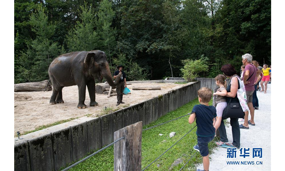 8月11日，游客在斯洛文尼亚卢布尔雅那动物园观看亚洲象“恒河”。  新华社发（泽利科·斯特凡尼奇摄）