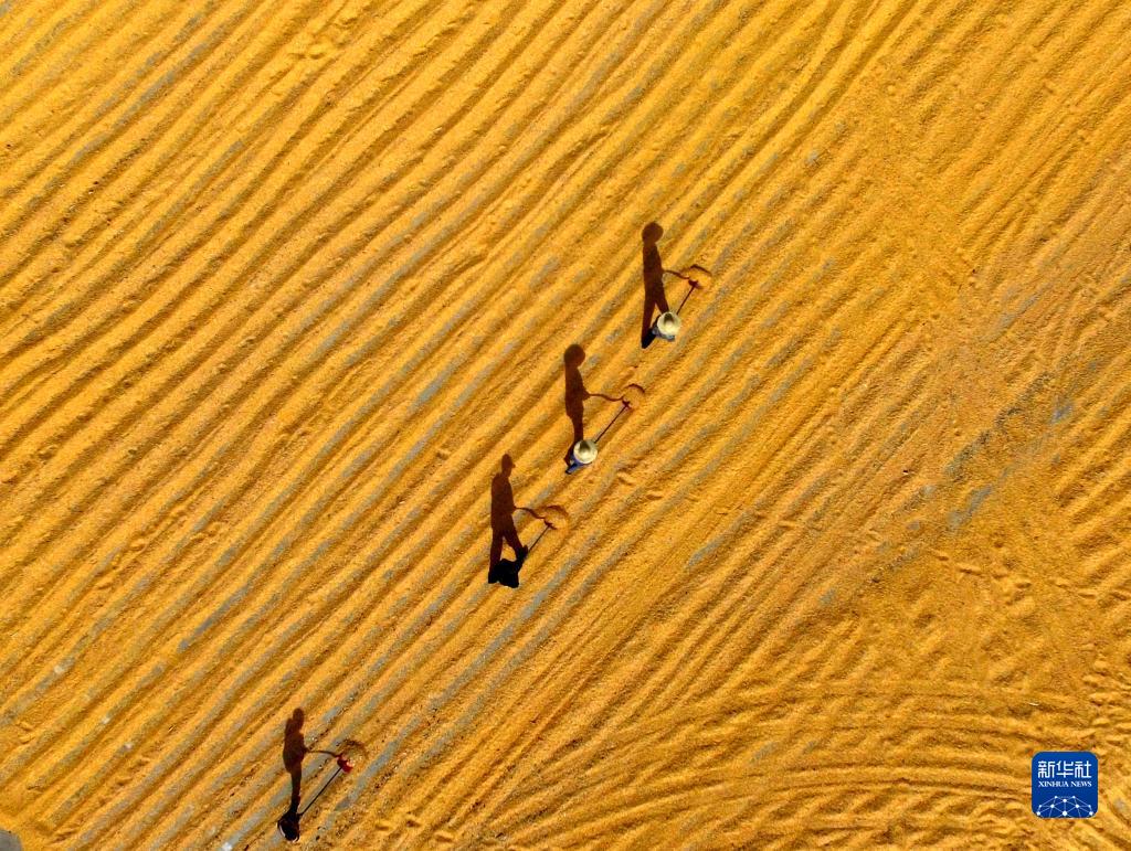 10月18日，山东省临沂市平邑县农民在晾晒收获的玉米（无人机照片）。

　　据农业农村部20日消息，目前秋粮收获近八成，近期的连阴雨对产量影响总体有限，秋粮增产已成定局。全年粮食产量有望再创历史新高，连续7年保持在1.3万亿斤以上。

　　新华社发（武纪全摄）