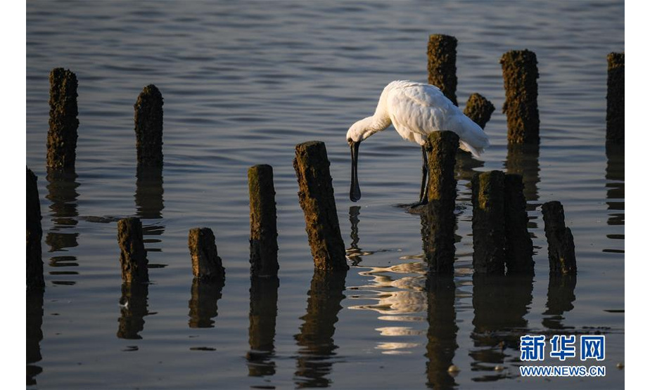 12月11日，一只水鸟在深圳湾的滩涂上觅食。新华社记者 毛思倩 摄