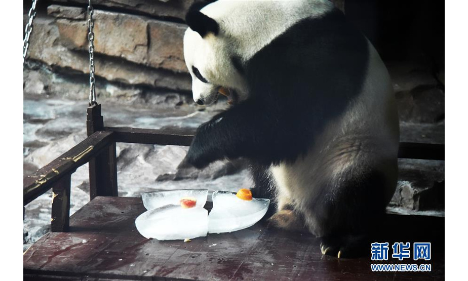 　　7月15日，济南野生动物世界的大熊猫“二喜”在享用园区工作人员为它准备的包裹着冰块的水果。

