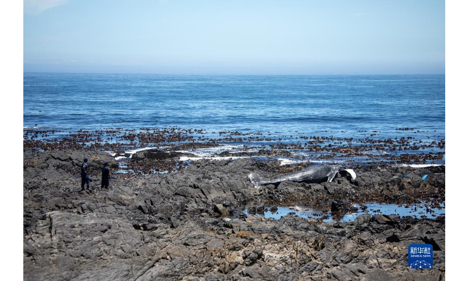 12月9日，在南非开普敦，警察站在海岸边的座头鲸尸体附近。

　　据当地媒体报道，当天上午一具座头鲸尸体在位于市区的海岸边被发现，当地政府随后在警方和海洋救援组织的协助下将尸体清理。

　　新华社记者 吕天然 摄