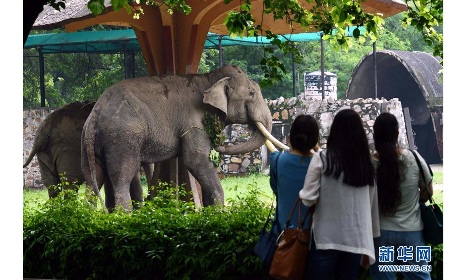 8月1日，游客在印度新德里动物园观赏大象。

　　因新冠疫情而关闭的印度新德里动物园当日重新对公众开放。

　　新华社发（帕塔·萨卡尔摄）