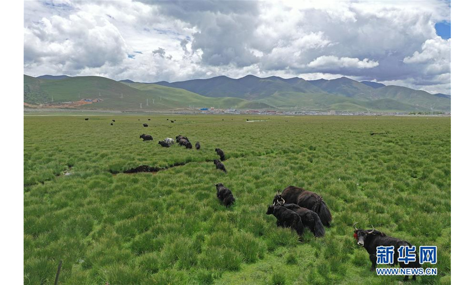 这是西藏当雄县草原上的牦牛（8月9日无人机拍摄）。 进入雨季，藏北当雄县境内的牧场水草丰美，牛羊膘肥体壮。藏北地区是西藏重要的畜牧业产区之一，产自藏北地区的酥油、酸奶、牛羊肉等产品销往各地，是当地牧民的主要收入来源。 新华社记者 普布扎西 摄