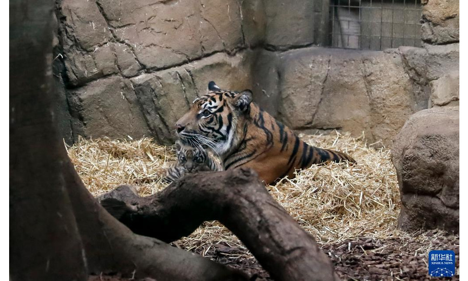 1月27日，苏门答腊虎幼崽（左）与虎妈妈在英国伦敦动物园里休息。

　　英国伦敦动物园的苏门答腊虎家族近日“喜添新丁”。 一只苏门答腊虎幼崽于2021年12月12日出生，“虎头虎脑”的它立即成为动物园里的明星。

　　新华社记者 韩岩 摄