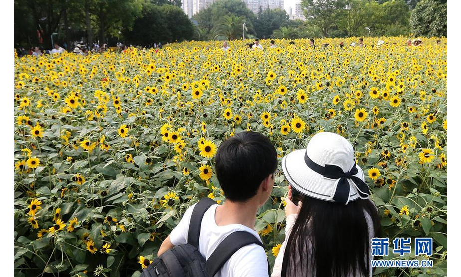 7月14日，游客在上海南园滨江绿地观赏盛开的向日葵。新华社记者 陈飞 摄