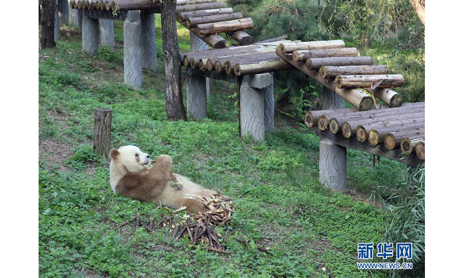 　　9月17日，“七仔”在位于陕西西安的秦岭大熊猫研究中心吃竹笋。 生活在陕西西安秦岭大熊猫研究中心的“七仔”是世界唯一圈养棕色大熊猫。今年11岁的“七仔”因独特的毛色与憨态可掬的吃相走红网络，深受大家喜爱。在工作人员的悉心照料下，目前“七仔”身体状况良好。 新华社记者 梁娟 摄

