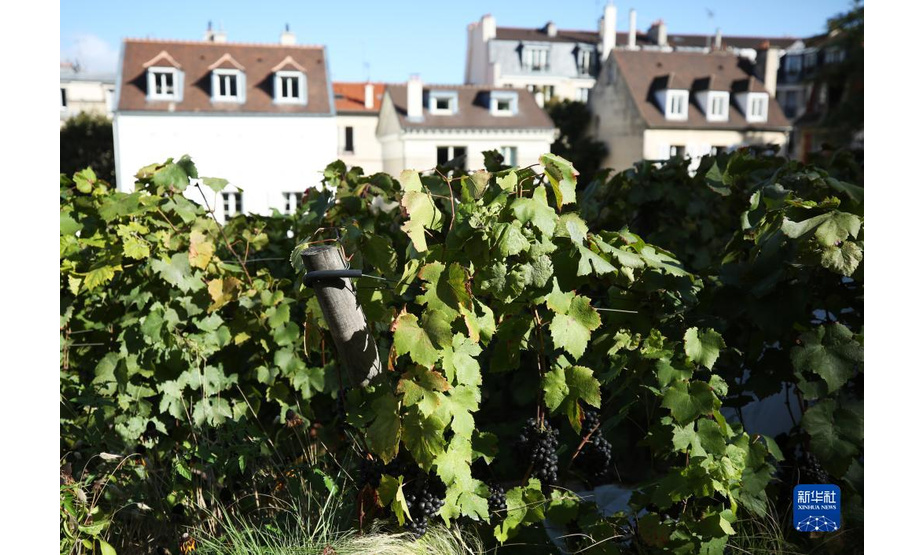 这是10月6日在法国巴黎蒙马特高地葡萄园拍摄的待收的葡萄。

　　蒙马特葡萄园由巴黎市政府创建于1933年，占地面积1556平方米，种植了20多种葡萄，从1934年开始每年会在秋季葡萄成熟之时举办大型葡萄丰收节。葡萄园平日不对外开放，只在丰收节期间短暂开放，需要提前预约参观。本届丰收节于10月6日至10日举办。

　　新华社记者 高静 摄