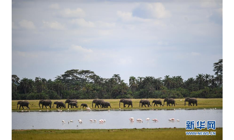 6月15日，象群从肯尼亚安博塞利国家公园的湖边走过。 新华社记者 李琰 摄