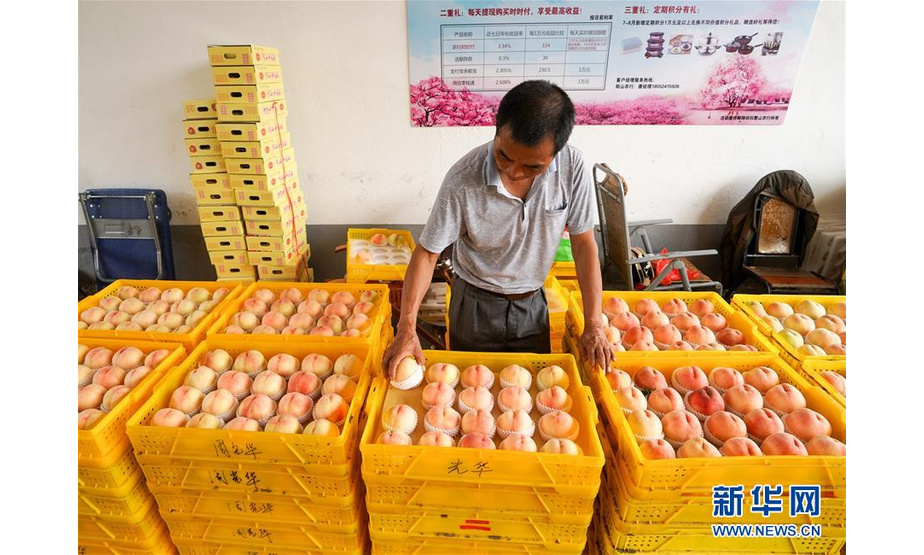 7月16日，在无锡市阳山镇水蜜桃市场，一名商贩在整理水蜜桃。 新华社记者 李博 摄