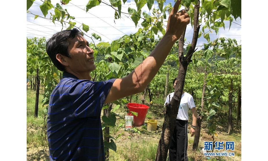李桂松查看种植的新品罗汉果（7月24日摄）。  新华社记者 夏军 摄