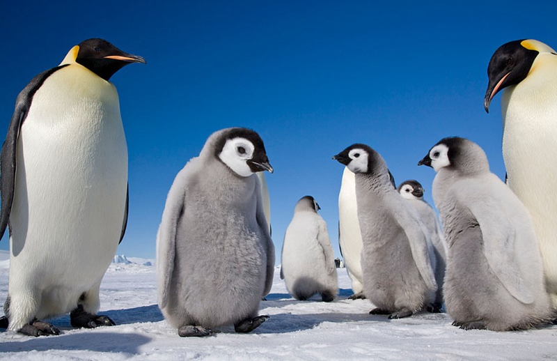 休的新书由著名主持人迈克尔•帕林（Michael Palin）作序。迈克尔称休是当今世界最卓越的野生动物摄影师之一，跟着她学习就像是上爱因斯坦教的数学课。