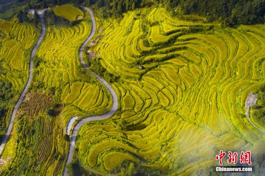 9月14日，在江西婺源江岭，层层叠叠的金色梯田依山铺展，蜿蜒灵动，错落有致，秀美如画。詹东华 摄