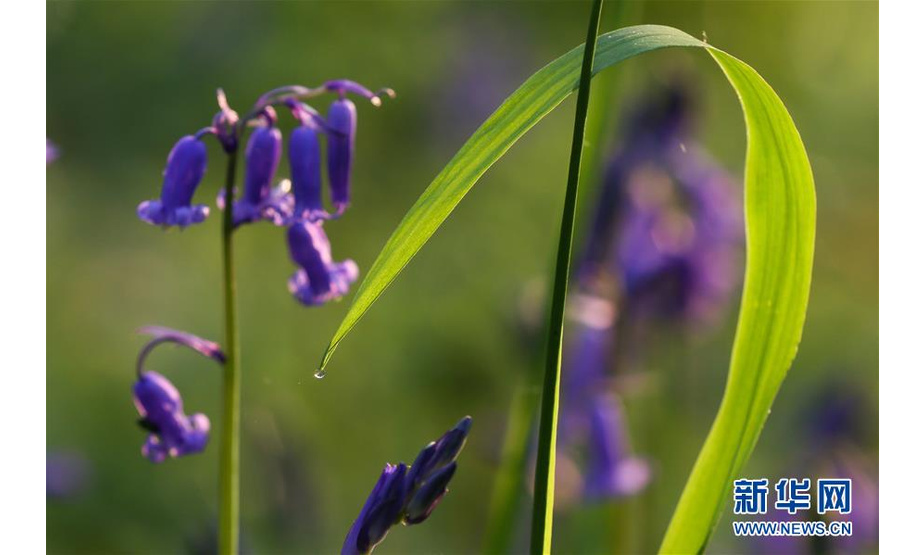 4月18日，在比利时布鲁塞尔南郊的哈勒森林，一颗露珠挂在叶子上。随着大片蓝铃花盛开，位于比利时布鲁塞尔以南20公里处的哈勒森林充满了紫色的梦幻气息，又被称作“紫花森林”。新华社记者 张铖 摄