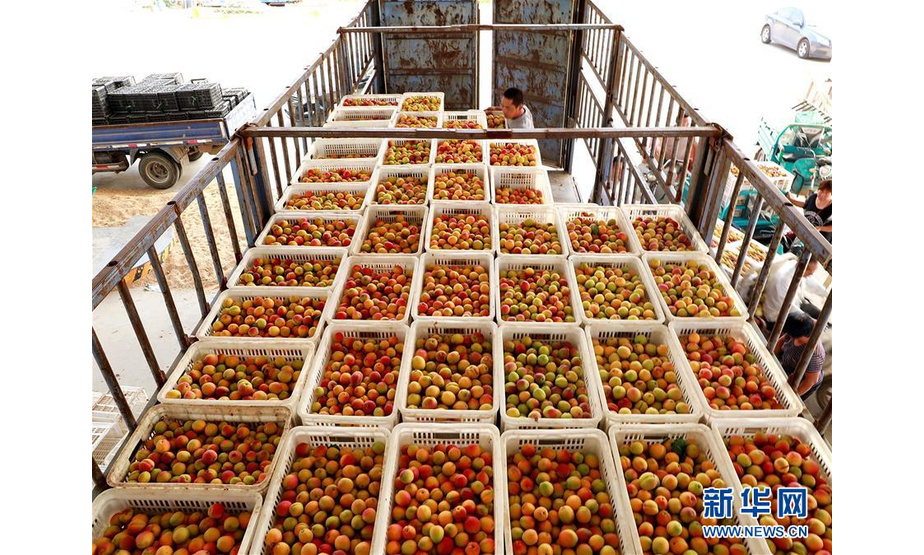 6月15日，在河北省巨鹿县一家鲜杏收购点，客商将红杏装车准备外运。新华社记者 牟宇 摄