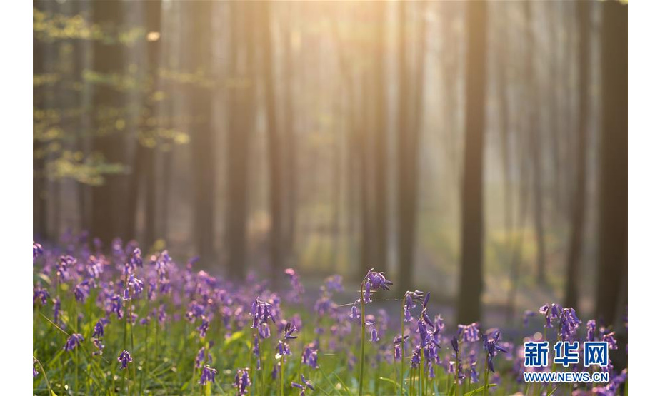 这是4月18日在比利时布鲁塞尔南郊哈勒森林拍摄的蓝铃花。随着大片蓝铃花盛开，位于比利时布鲁塞尔以南20公里处的哈勒森林充满了紫色的梦幻气息，又被称作“紫花森林”。新华社记者 张铖 摄