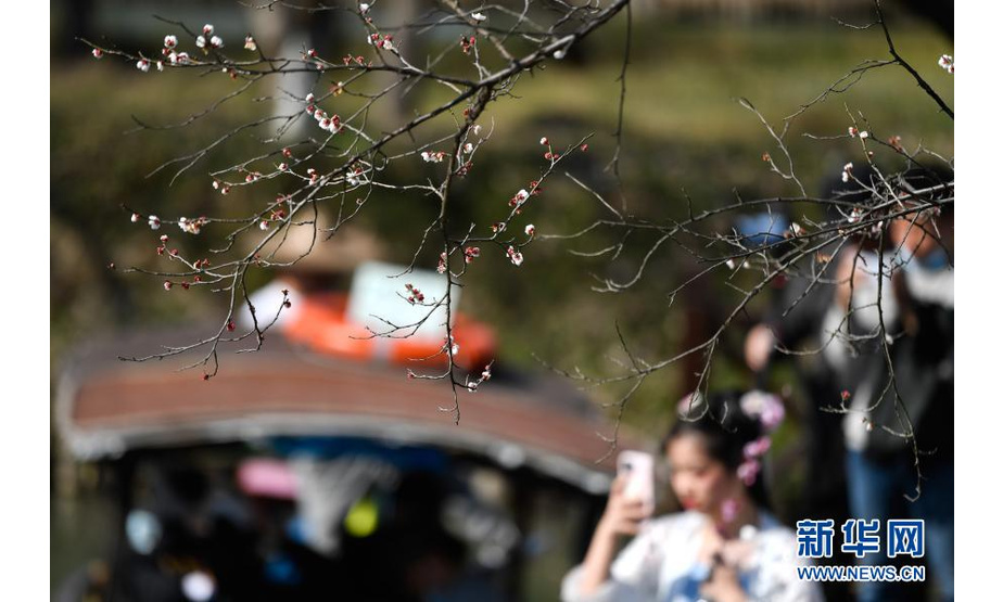 2月21日，游客在杭州西溪国家湿地公园赏梅。新华社记者 黄宗治 摄