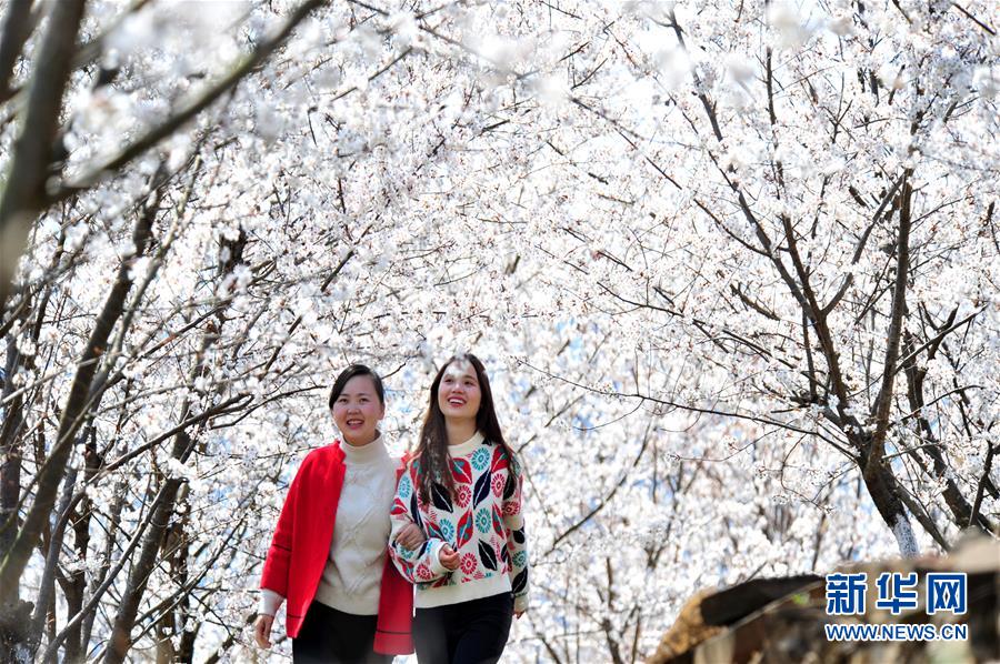 3月14日，游人在湖北省宜昌市夷陵区黄花镇富裕山农耕风情园的樱桃园里游览。 随着气温回升，各地春花绽放，春意盎然。