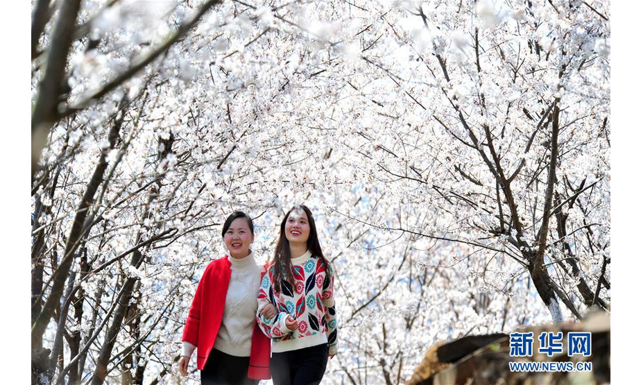 3月14日，游人在湖北省宜昌市夷陵区黄花镇富裕山农耕风情园的樱桃园里游览。 随着气温回升，各地春花绽放，春意盎然。