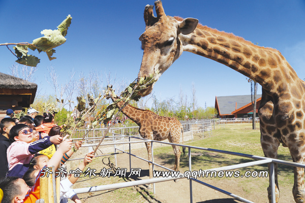 齐齐哈尔龙沙动植物园游客嗨翻天
