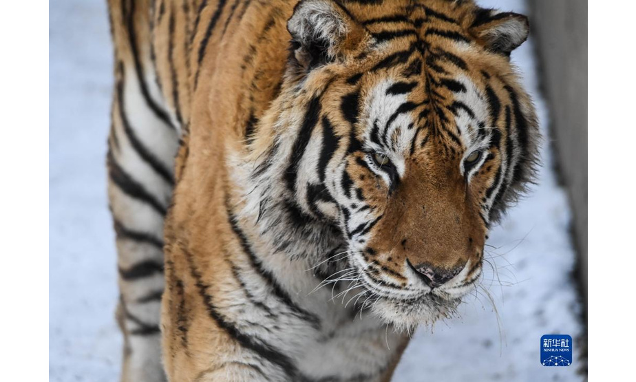 1月13日，在吉林省东北虎园内，一只东北虎在雪地上踱步。

　　冬季里，在位于吉林长春的东北虎园内，东北虎享受惬意生活。

　　新华社记者 颜麟蕴 摄