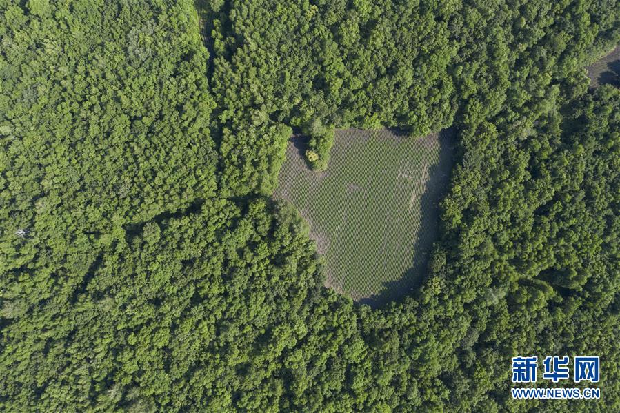 　　这是7月4日在黑龙江垦区五大连池农场拍摄的绿色田野（无人机照片）。 正值夏日，在黑龙江垦区五大连池农场，万亩耕地的美丽线条和苍翠的林地相互映衬，构成了一幅壮观的绿色画卷。 新华社记者 谢剑飞 摄

