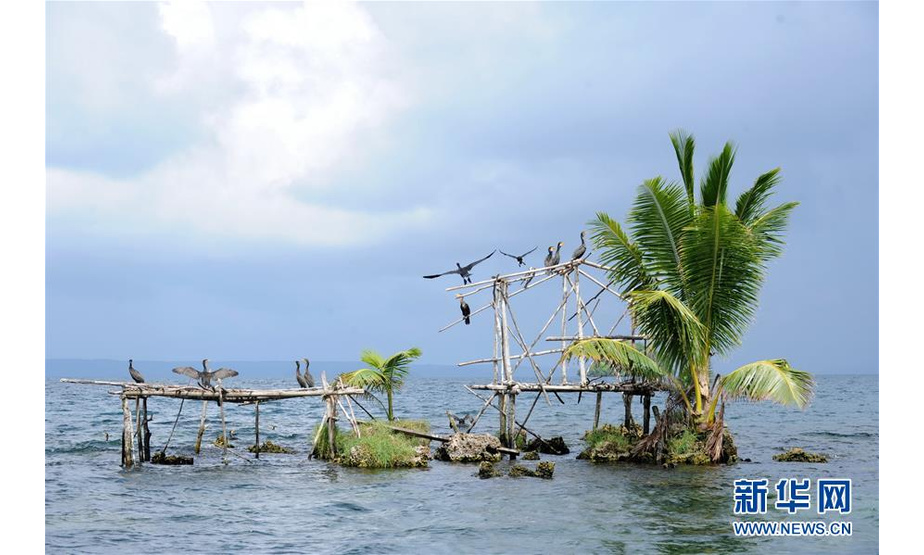 2013年10月30日，在所罗门群岛东伦内尔岛，水鸟在特加诺湖的木头上休息。 新华社记者高健钧摄