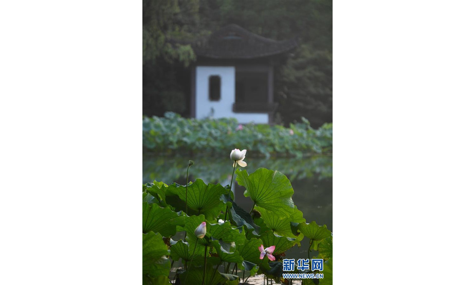 这是7月22日拍摄的西湖曲院风荷景区的荷花。 正值盛夏，杭州西湖景区荷花盛开，已进入最佳观赏期，吸引大批市民和游客前来观赏。 新华社记者 黄宗治 摄