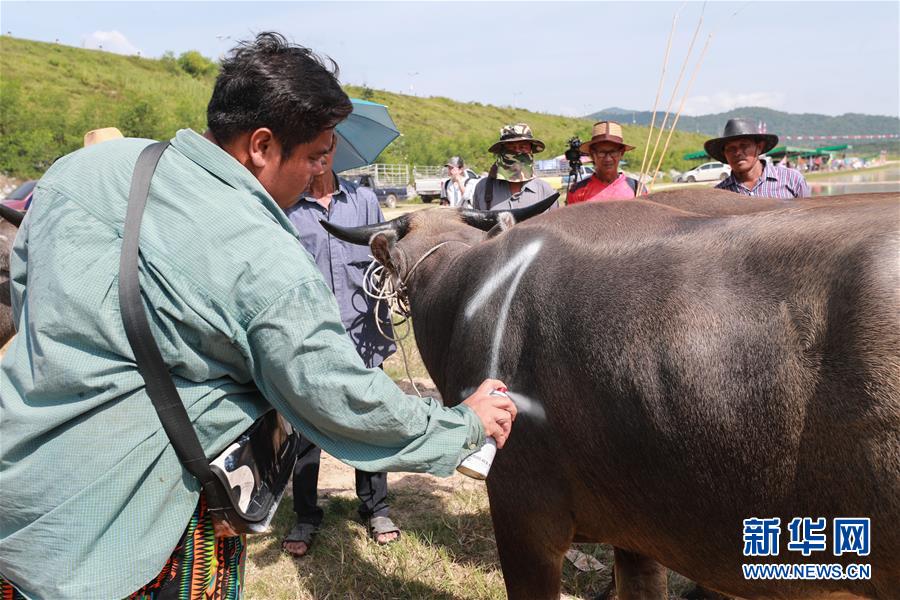 7月13日，在泰国春武里府赛牛节上，工作人员给参赛水牛喷涂号码。新华社记者 张可任 摄