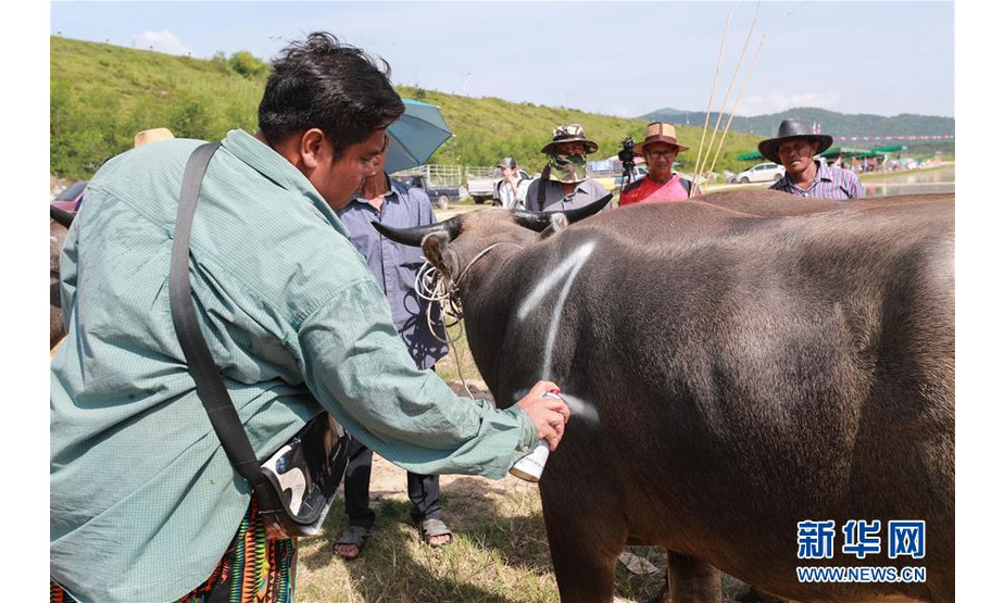 7月13日，在泰国春武里府赛牛节上，工作人员给参赛水牛喷涂号码。新华社记者 张可任 摄