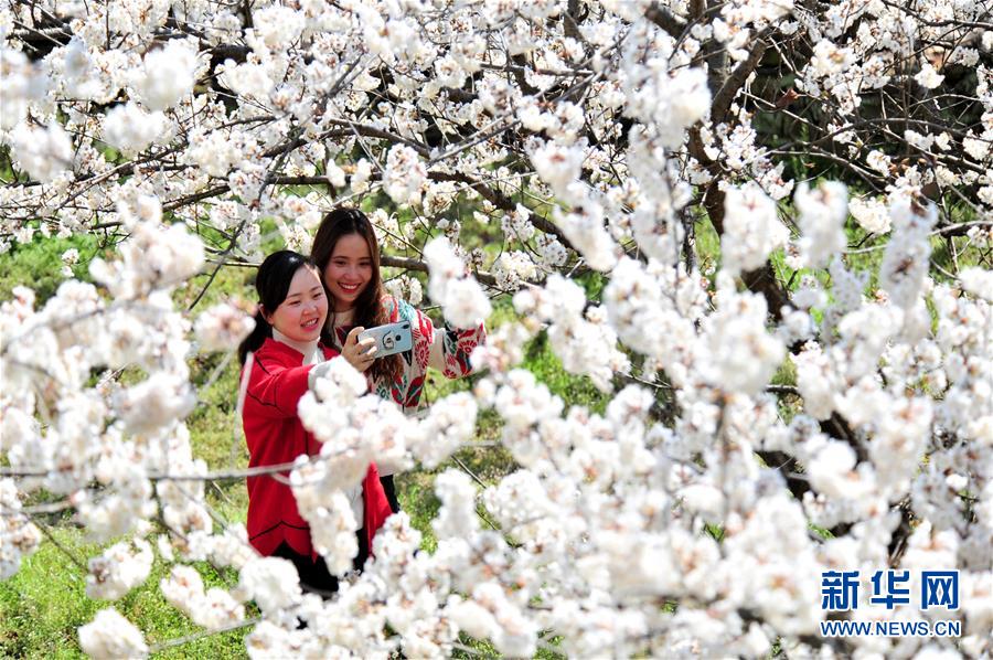 3月14日，游人在湖北省宜昌市夷陵区黄花镇富裕山农耕风情园的樱桃园里拍照留影。 随着气温回升，各地春花绽放，春意盎然。 