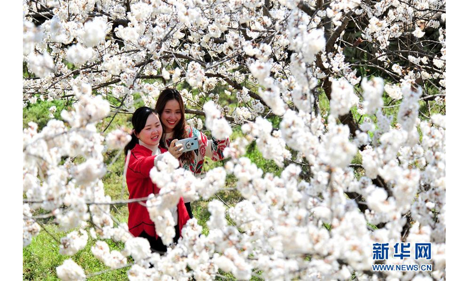 3月14日，游人在湖北省宜昌市夷陵区黄花镇富裕山农耕风情园的樱桃园里拍照留影。 随着气温回升，各地春花绽放，春意盎然。 
