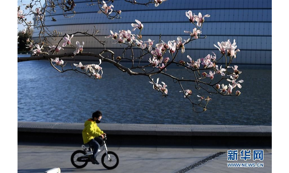 北京国家大剧院，小男孩在吐露芬芳的玉兰花下骑车（3月14日摄）。新华社记者 罗晓光 摄