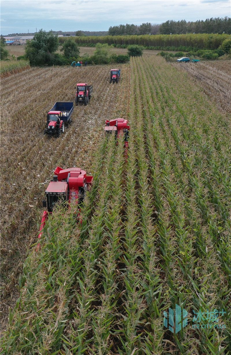 国庆节前夕，正值哈尔滨市鲜食玉米收割季节。在香坊区甜甜嘴农业种植公司的田间，工作人员抢抓天气晴好的有利条件，积极组织大型农机及人工作业开展收割工作。