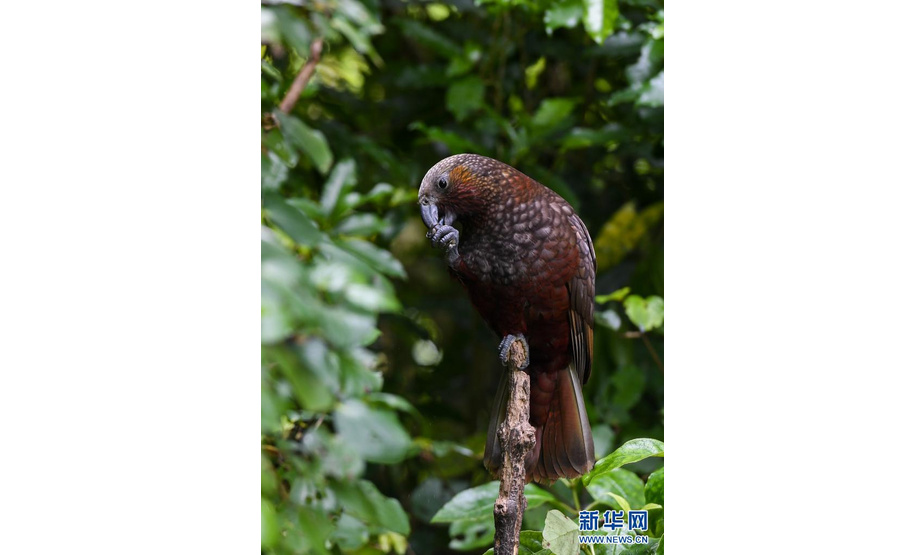 这是在新西兰首都惠灵顿齐兰迪亚自然保护区拍摄的卡卡鹦鹉（2020年12月16日摄）。新华社记者 郭磊 摄