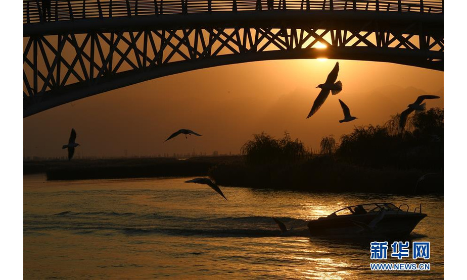 这是10月18日在宁夏沙湖景区拍摄的夕阳下的红嘴鸥。新华社记者 王鹏 摄