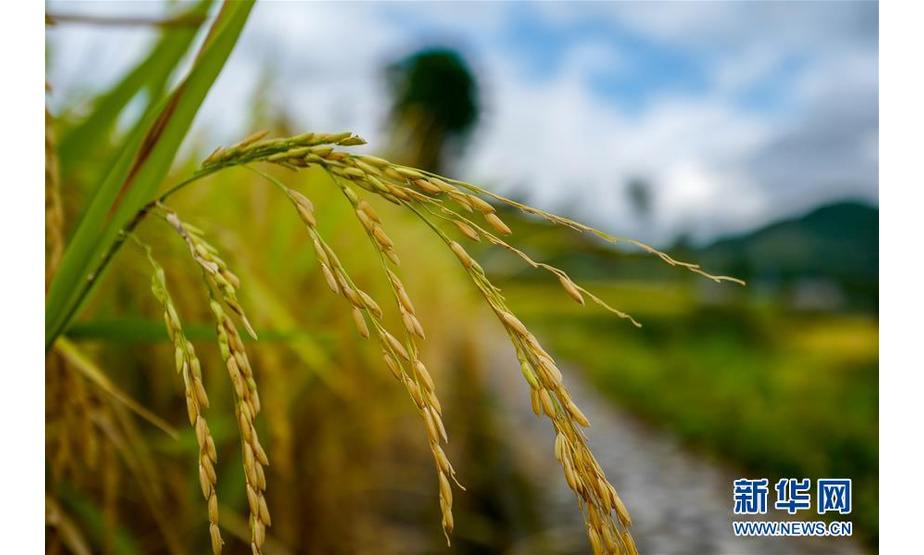 在花田乡何家岩村的稻田里，成熟的稻穗金黄饱满（9月19日摄）。新华社记者 刘潺 摄
 