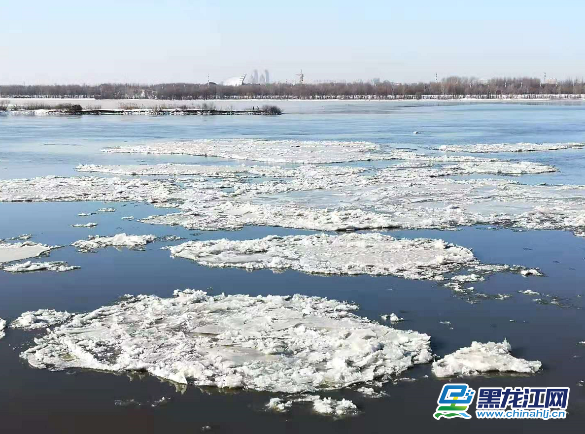 随着气温大幅下降，松花江封江在即。11月20日，哈尔滨市区内的松花江面上大块的冰排顺流而下，吸引了许多市民前来观看美景。（记者 白林鹤）