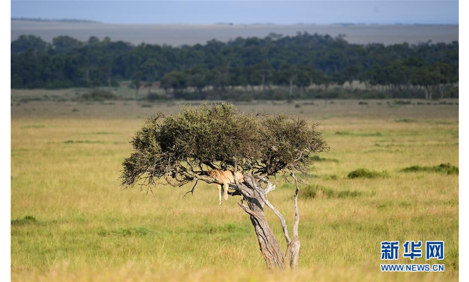 6月17日，在肯尼亚马赛马拉国家保护区，一头狮子在树上休息。 新华社记者 李琰 摄