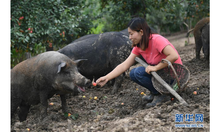 8月20日，康丹丹在果园内喂猪吃海棠果。

　　在吉林省长春市九台区沐石河镇于家村山里人家养殖农民专业合作社的6亩果园里，树上结满了海棠果、苹果梨，它们几乎都被合作社里养的猪吃掉了。这些猪被命名为水果香猪，是合作社创始人康丹丹的创意。

　　35岁的康丹丹是一名强直性脊柱炎患者。2016年，辞掉城里工作回农村养病的她开始尝试创业。她成功培育出北方野猪与南方香猪的杂交品种，放在果园内散养，让猪吃粮食、蔬菜的同时还能吃到水果。

　　这些水果香猪平均出栏时间1年以上，每斤售价30至48元，是普通生猪价格的2倍以上。康丹丹将它们吃水果、玩耍、睡觉的视频发到社交平台进行推介，使水果香猪成为远销全国多地的产品。

　　新华社记者 王昊飞 摄