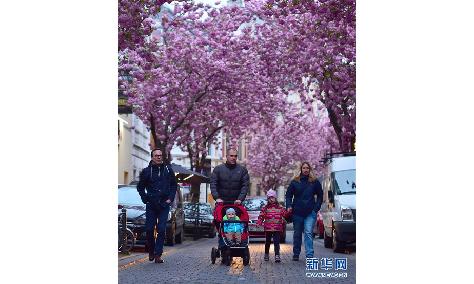 4月12日，在德国波恩市，人们经过盛开的樱花。新华社记者逯阳摄