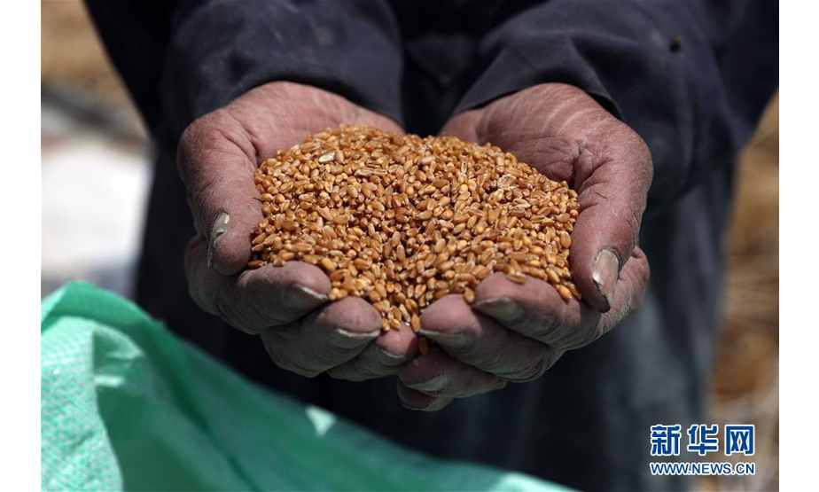 2019年5月9日，在埃及盖卢比尤，农民展示刚收获的小麦。 新华社发（艾哈迈德·戈马摄）