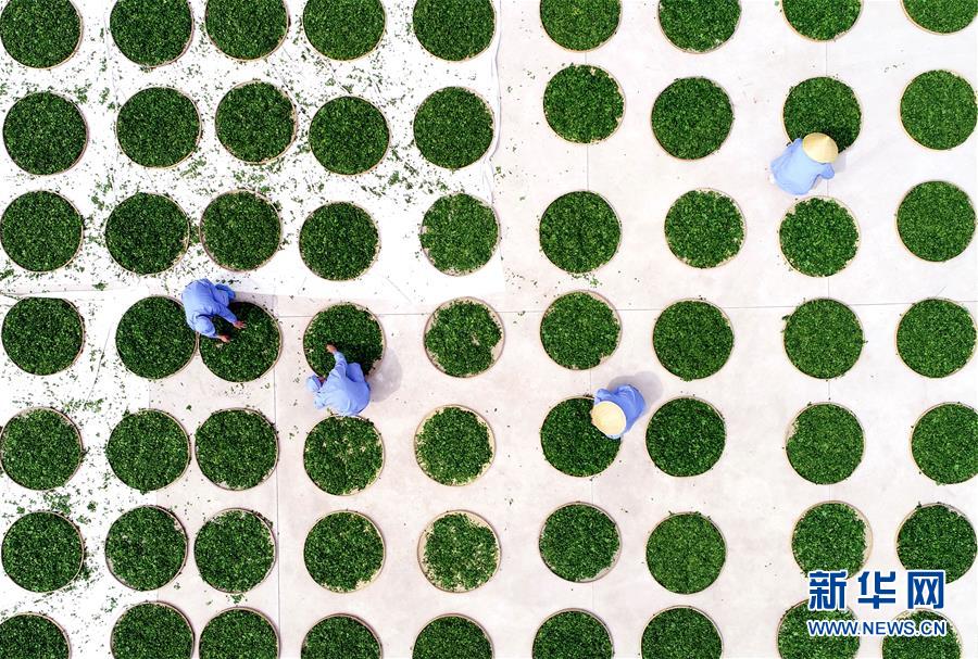 4月15日，在山东省郯城县郯国香银杏种植农民专业合作社，工人晾晒用于炒制银杏茶的银杏叶（无人机拍摄）。 谷雨将至，雨水充沛，田间树林处处绿意盎然，生机勃勃。 新华社发（房德华 摄）