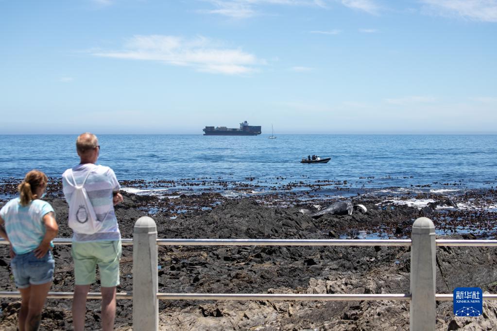 12月9日，人们在南非开普敦的海岸边观看工作人员搬运座头鲸尸体。

　　据当地媒体报道，当天上午一具座头鲸尸体在位于市区的海岸边被发现，当地政府随后在警方和海洋救援组织的协助下将尸体清理。

　　新华社记者 吕天然 摄